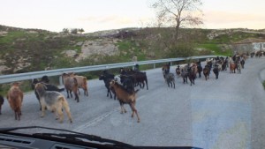 Ziegen überall