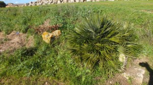 kleine Palme